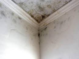 Why You Should Choose Our Mold Remediation Services in Pennington Gap, VA